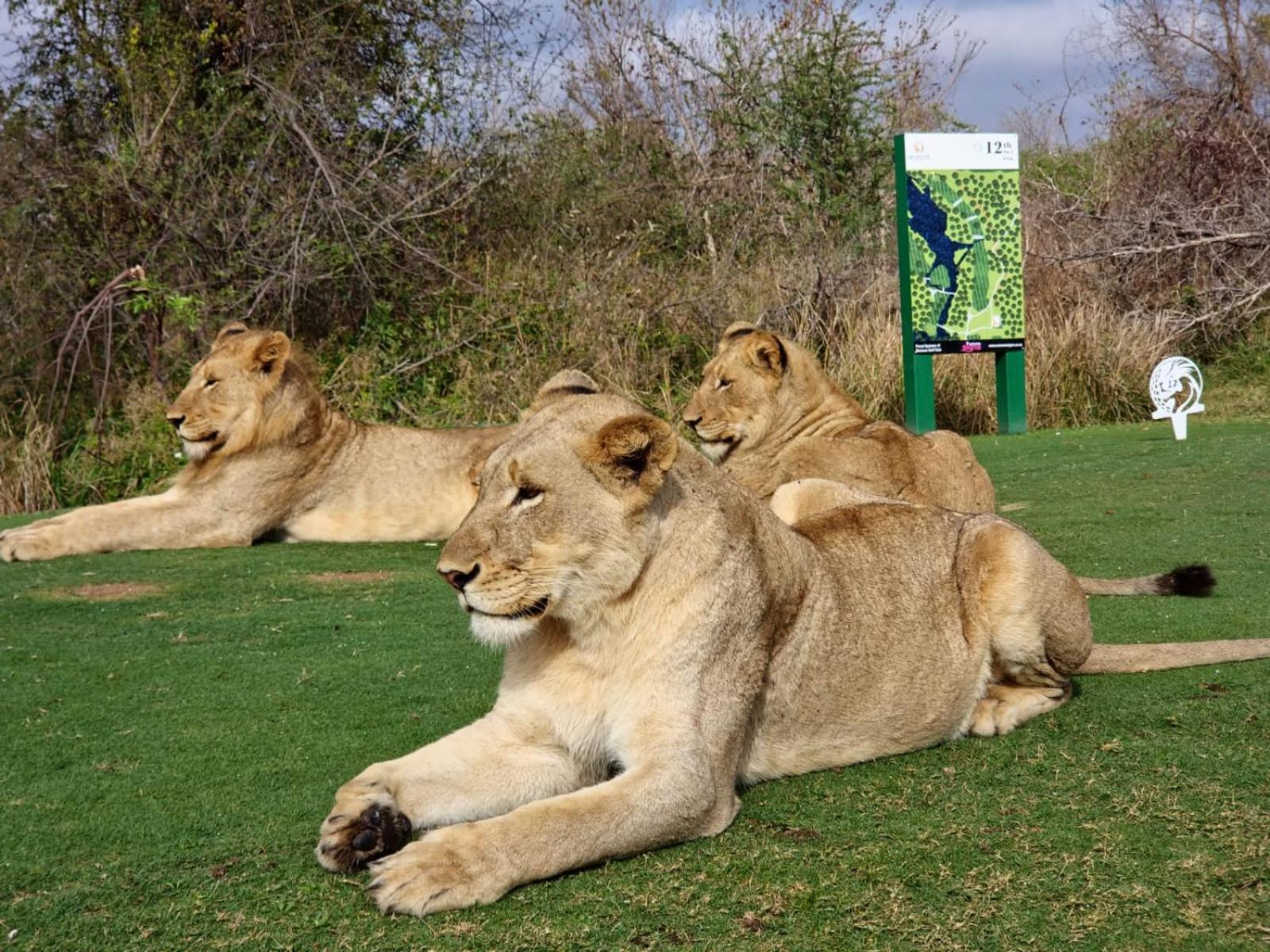 Rhino Post Safari Lodge 스쿠쿠자 외부 사진