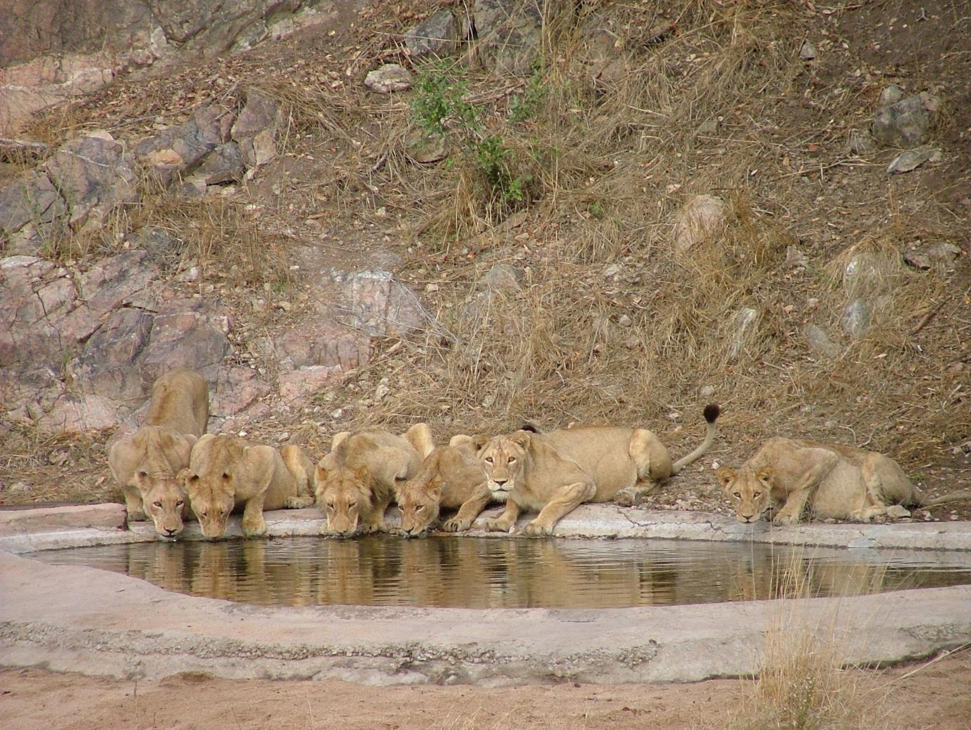 Rhino Post Safari Lodge 스쿠쿠자 외부 사진