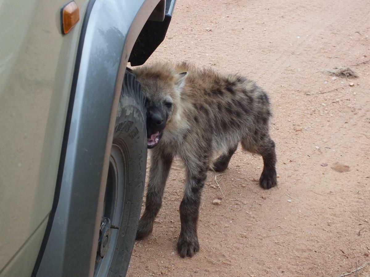 Rhino Post Safari Lodge 스쿠쿠자 외부 사진